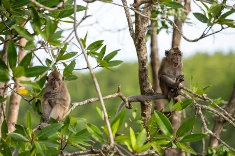 Two macaques sitting on mangrove branches in Thailand 库存照片