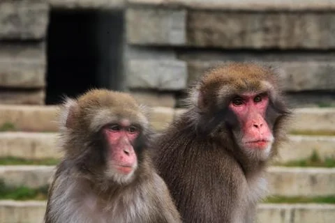 Two macaques sitting on stone steps Stock Photos