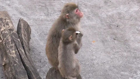 Two macaques small and big Stock Footage 107122317