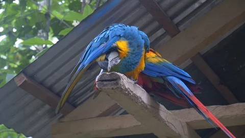 Two macaw parrots cleaning themselves in a nature reserve in southern Colombia Stock-Footage 109077102