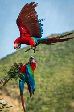 Two macaw parrots fight over a tree branch in this incredible in flight actio Stock Photos