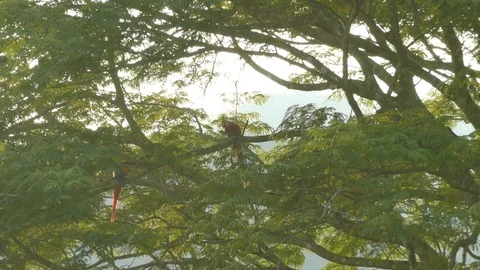 Two Macaw parrots interacting and biting each other in playful manner 스톡 동영상 95608817