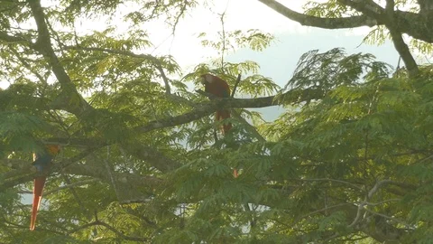 Two Macaw parrots interacting and biting each other in playful manner - 24fps 스톡 동영상 104121879