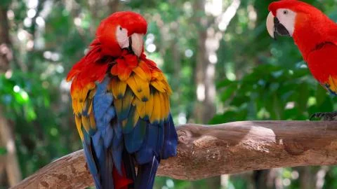 Two macaw parrots Stock Photos