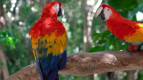 Two macaw parrots Stock Photos