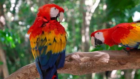 Two macaw parrots Stock Photos
