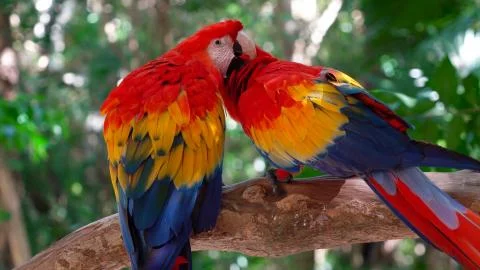 Two macaw parrots Stock Photos