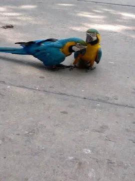 Two macaw parrots playing on the floor Foto stock