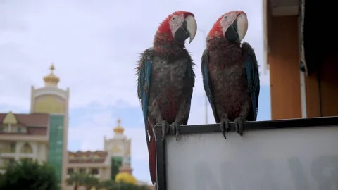 Two macaw parrots sit on billboard in turkey 스톡 동영상 168351346