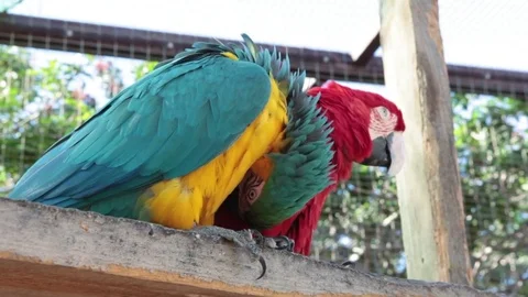 Two Macaw Parrots sit on the perch. Colorful streamlined bodies and large heads  스톡 동영상 74223909