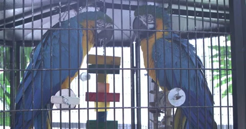 Two Macaw Parrots sitting in cage 4k Stock Footage 51685900
