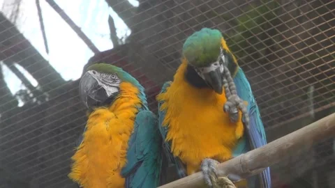 Two Macaw parrots standing on the stick. 스톡 동영상 134006862