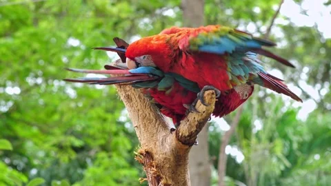 Two macaws cleaning body on dry tree Stock Footage 155079717