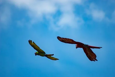 Two macaws flying Stock Photos