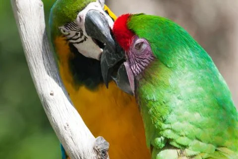 Two macaw's, one getting bit  perched on a tree Foto stock