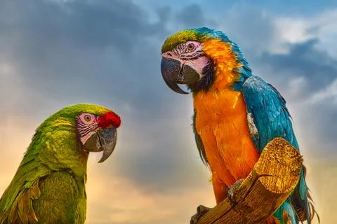 Two Macaws on perch facing each other Stock Photos