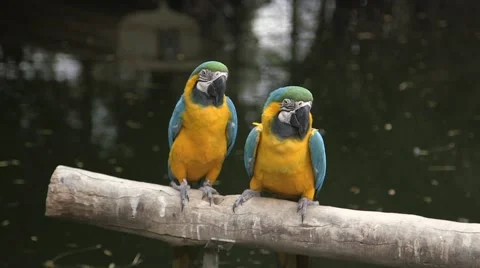 Two macaws perched and playing Stock Footage 50360122