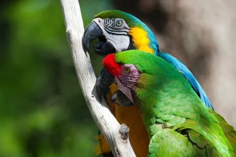 Two macaw's perched on a tree Stock Photos