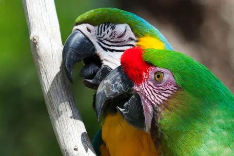 Two macaw's perched on a tree Stock Photos