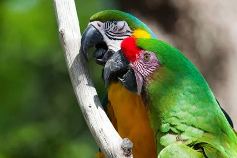 Two macaw's perched on a tree Stock Photos