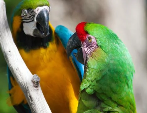Two macaw's perched on a tree Stock Photos