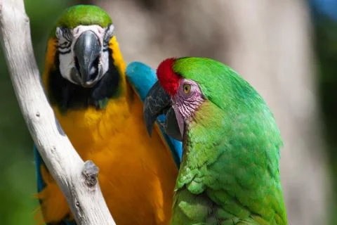 Two macaw's perched on a tree Stock Photos
