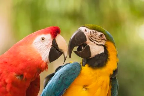 Two macaws together Stock Photos