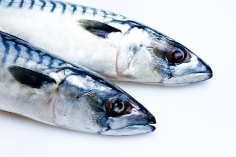Two mackerel isolated on white Stock Photos