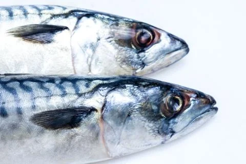 Two mackerel isolated on white Stock Photos
