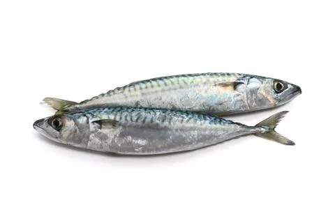 Two mackerel Stock Photos