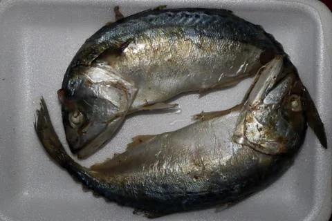 Two mackerel Stock-Fotos