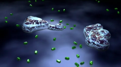 Two Macraphage (White Blood Cell) eating Bacteria Stock Footage 152838