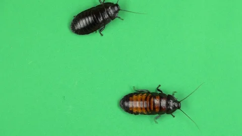 Two madagascar cockroach crawls. Green screen Stock Footage 88719570
