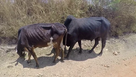 Two Madagascar zebu on street eating and chewing 動画素材 89941964