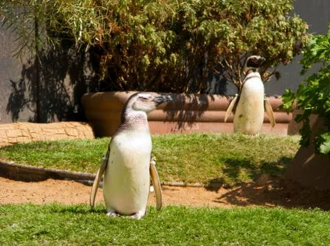 Two magellan pinguins posing on the ground Stock Photos