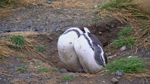 Two Magellanic Penguin looking around on the Magdalena Island Видео 109508883