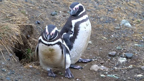 Two Magellanic Penguin looking around on the Magdalena Island Stock Footage 109508909