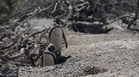 Two Magellanic penguin resting in windy condition at Punta Tombo Stock Footage 63294642