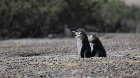 Two Magellanic penguin resting in windy condition at Punta Tombo 動画素材 63294646