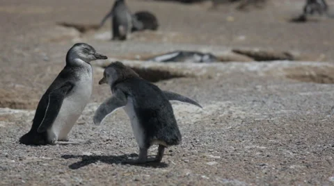 Two Magellanic penguin resting in windy condition at Punta Tombo Stock Footage 63294856