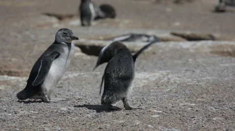 Two Magellanic penguin resting in windy condition at Punta Tombo Stock Footage 63294886
