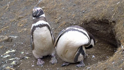 Two Magellanic Penguin standing and looking around Stock Footage 109508752
