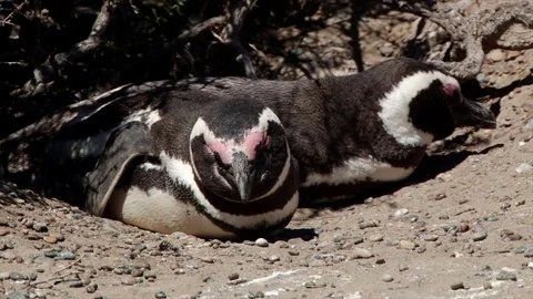 Two Magellanic penguins lie in a burrow Valdez Peninsular Stock Footage 77997618