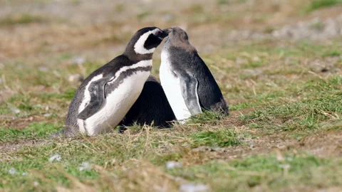 Two Magellanic Penguins Sitting On The Grassy Habitat In Summer In Isla Vídeo Stock 331392003
