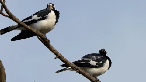 Two Magpie-larks Perched on a Tree Branch Against Blue Sky Stock Footage 345219861