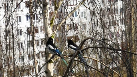 Two magpies are looking for branches for a nest. 動画素材 151152296