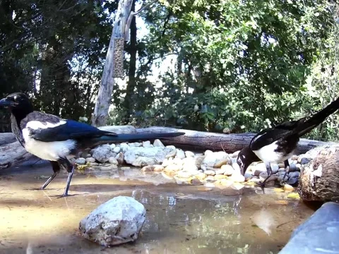 Two magpies explore the pool and move the stones Stock Footage 201219139