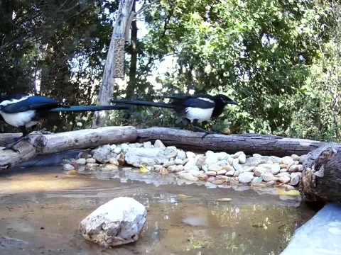 Two magpies explore the pool and move the stones in search of something Stock Footage 201219583