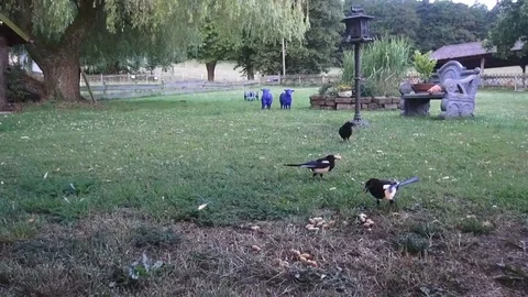 Two magpies sorting the peanuts directly in front of the camera Video stock 89092397