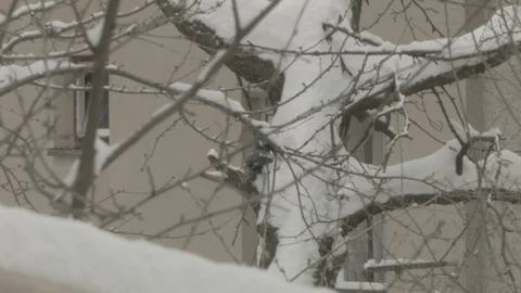 Two magpies on a tree in winter 動画素材 124599984